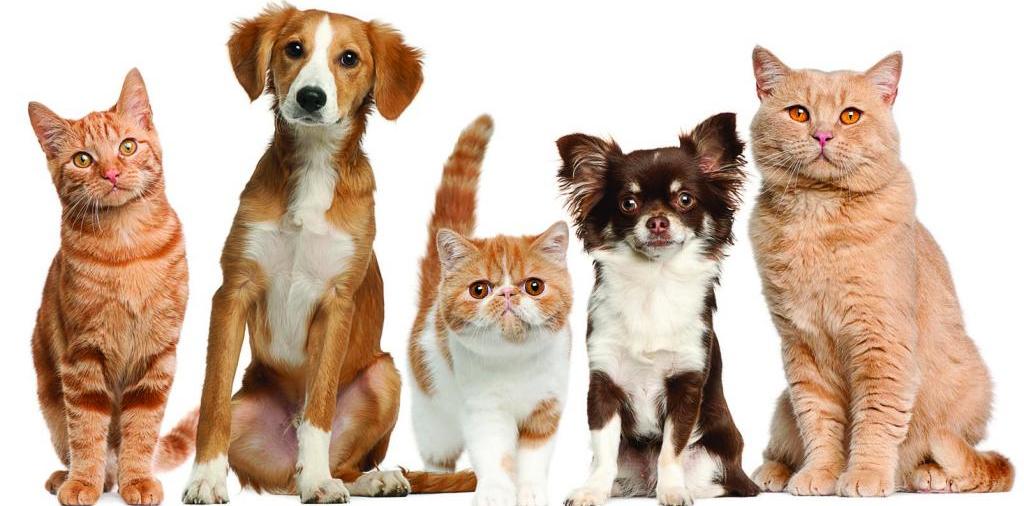 Доска объявлений о животных | ЗооТом - продажа, вязка и услуги для животных в Княгинино