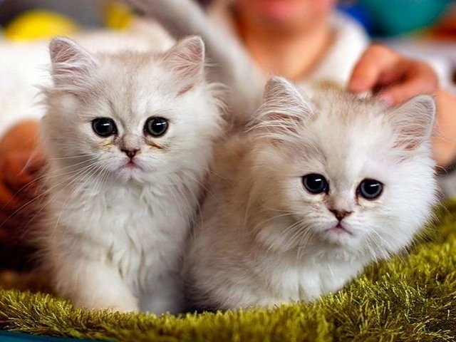 Породы кошек в Княгинино | ЗооТом портал о животных
