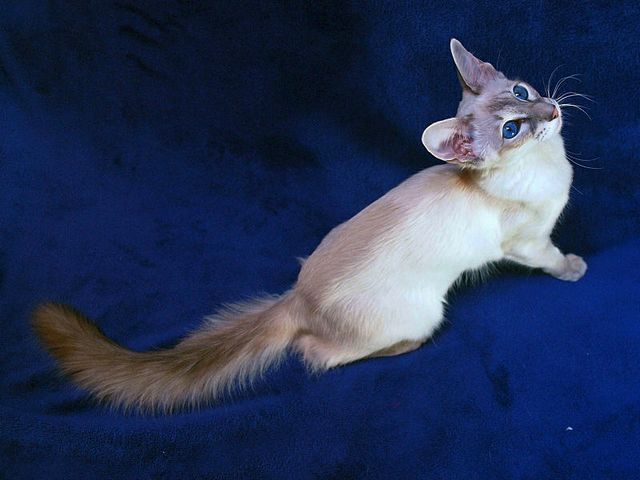 Выведенные породы кошек в Княгинино | ЗооТом портал о животных