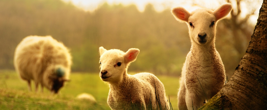 Объявления о сельскохозяйственных животных | ЗооТом - продажа, вязка и услуги для животных в Княгинино