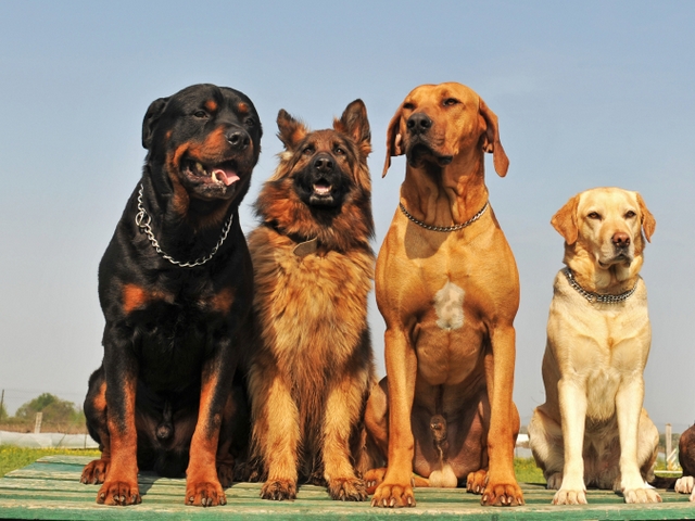 Крупные породы собак в Княгинино | ЗооТом портал о животных