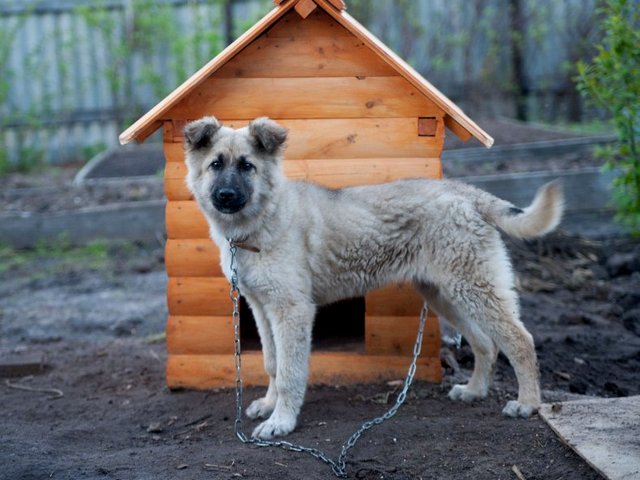 Все о собаках в Княгинино Все о собаках в Княгинино